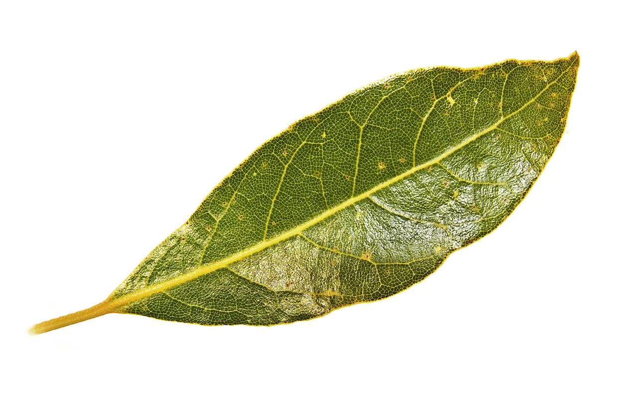 Siksi kenkään laitetut laakerinlehdet voivat muuttaa päivittäisen elämäsi täysin