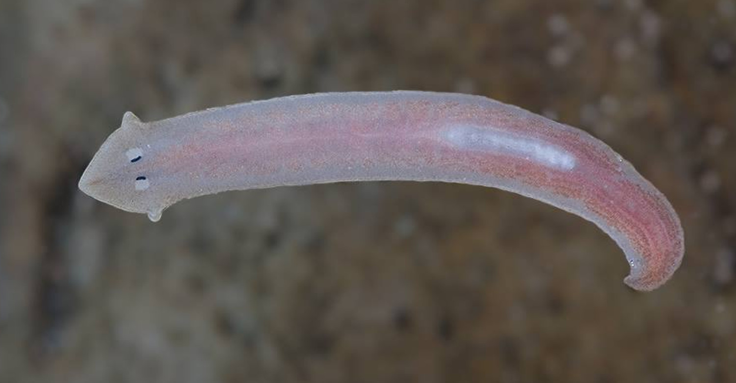 Tutkijat ovat löytäneet täysin toimivia kaksipäisiä matoja, ja mikä vielä tärkeämpää, ne lisääntyvät!