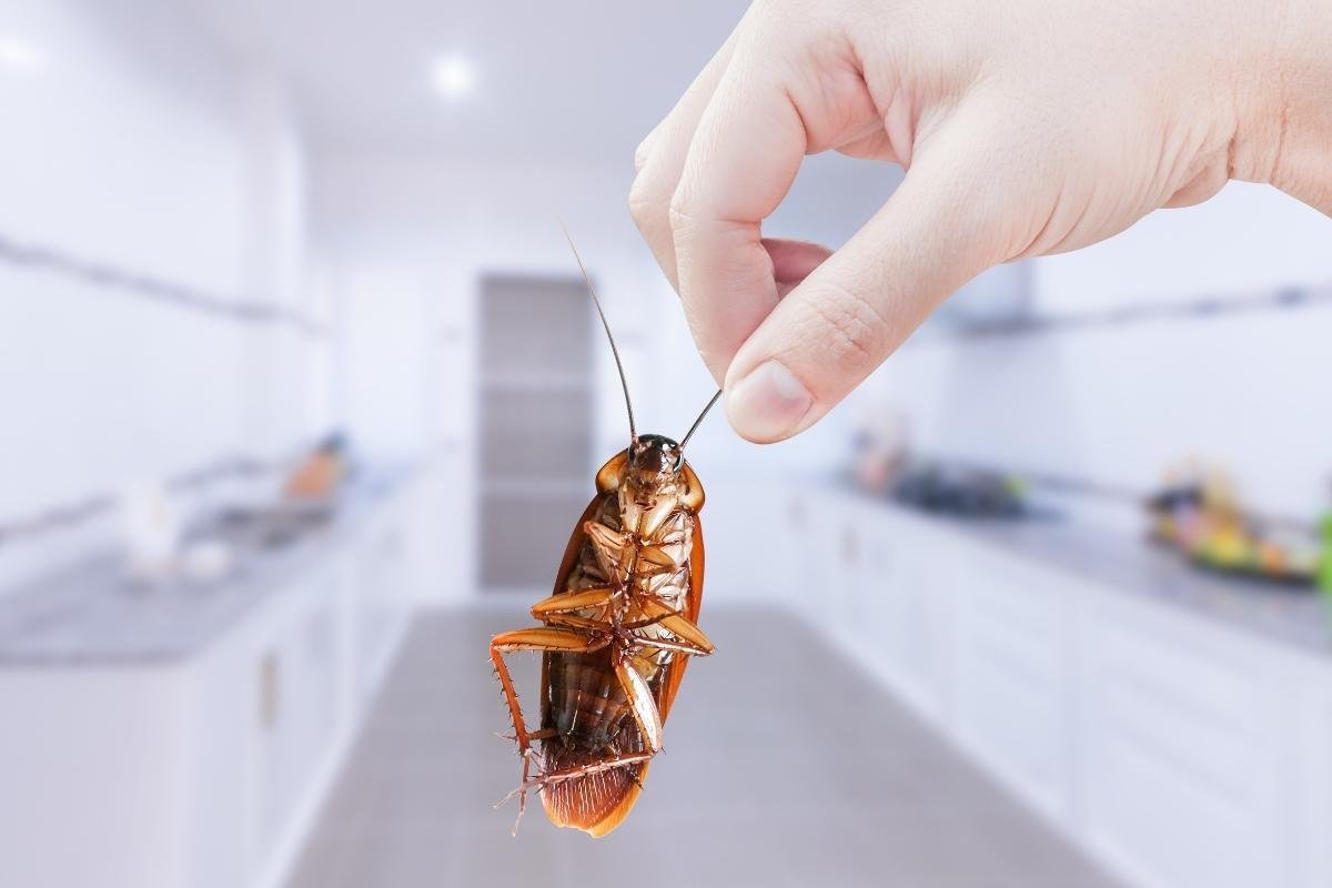 Mikä on oreganon lisäämisen tarkoitus keittiön putkiin ja miksi sitä suositellaan?