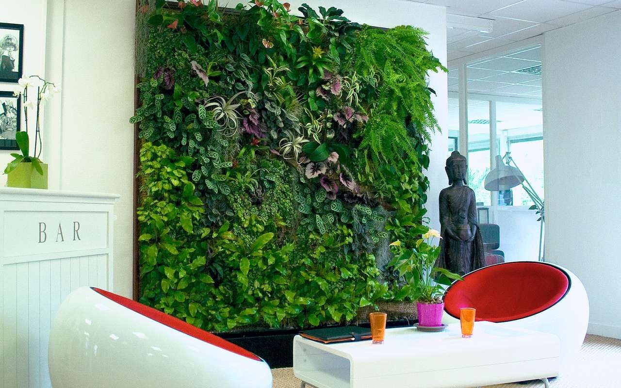 Ei keittiö, ei eteinen: paikka, johon saniainen tulisi istuttaa kodin harmonisoimiseksi kiinalaisen perinteen mukaan