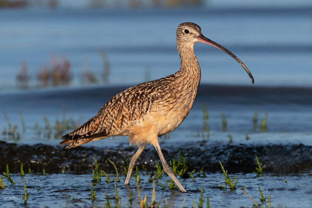 Zoologia on raivoissaan: ensimmäisen kerran nykyaikana on vahvistettu eurooppalaisen linnun maailmanlaajuinen sukupuutto.