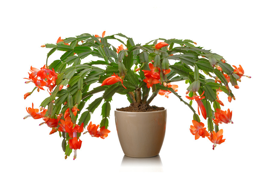 Joulukaktus: tämä tavallinen keittiön ainesosa saa sen kukkimaan juuri juhlapyhinä.