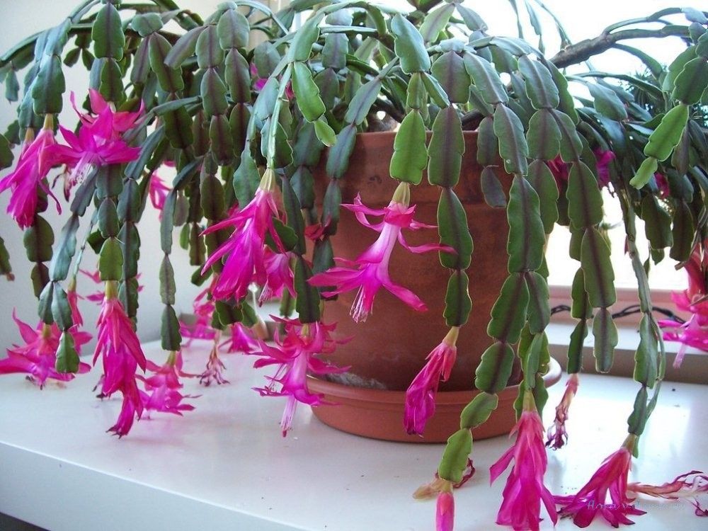 Joulukaktus: tämä tavallinen keittiön ainesosa saa sen kukkimaan juuri juhlapyhinä.