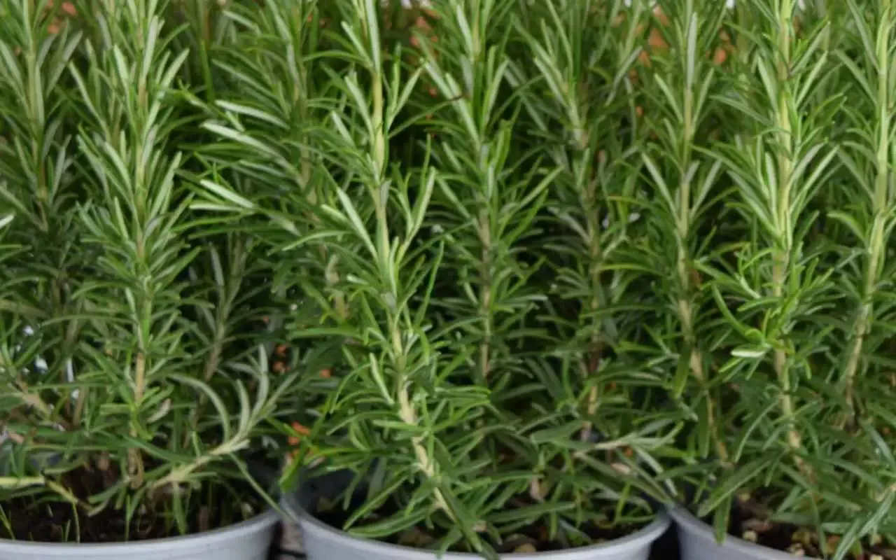 Mihin sijoittaa rosmariinin lehdet kotona, jotta ne houkuttelevat runsauden feng shui -periaatteiden mukaisesti