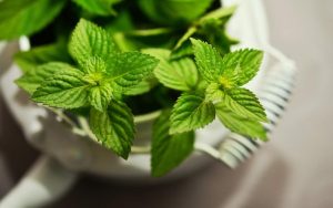 Miksi sekoittaa minttua ja ruokasoodaa: käyttö ja edut