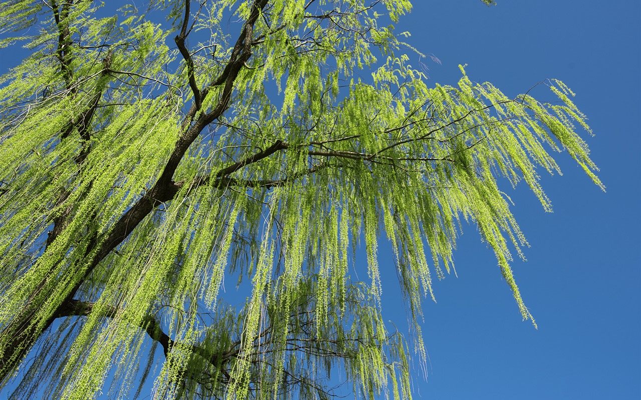 Istuta 4 puuta tänä syksynä, jotta puutarhasi muuttuu ensi kesään mennessä