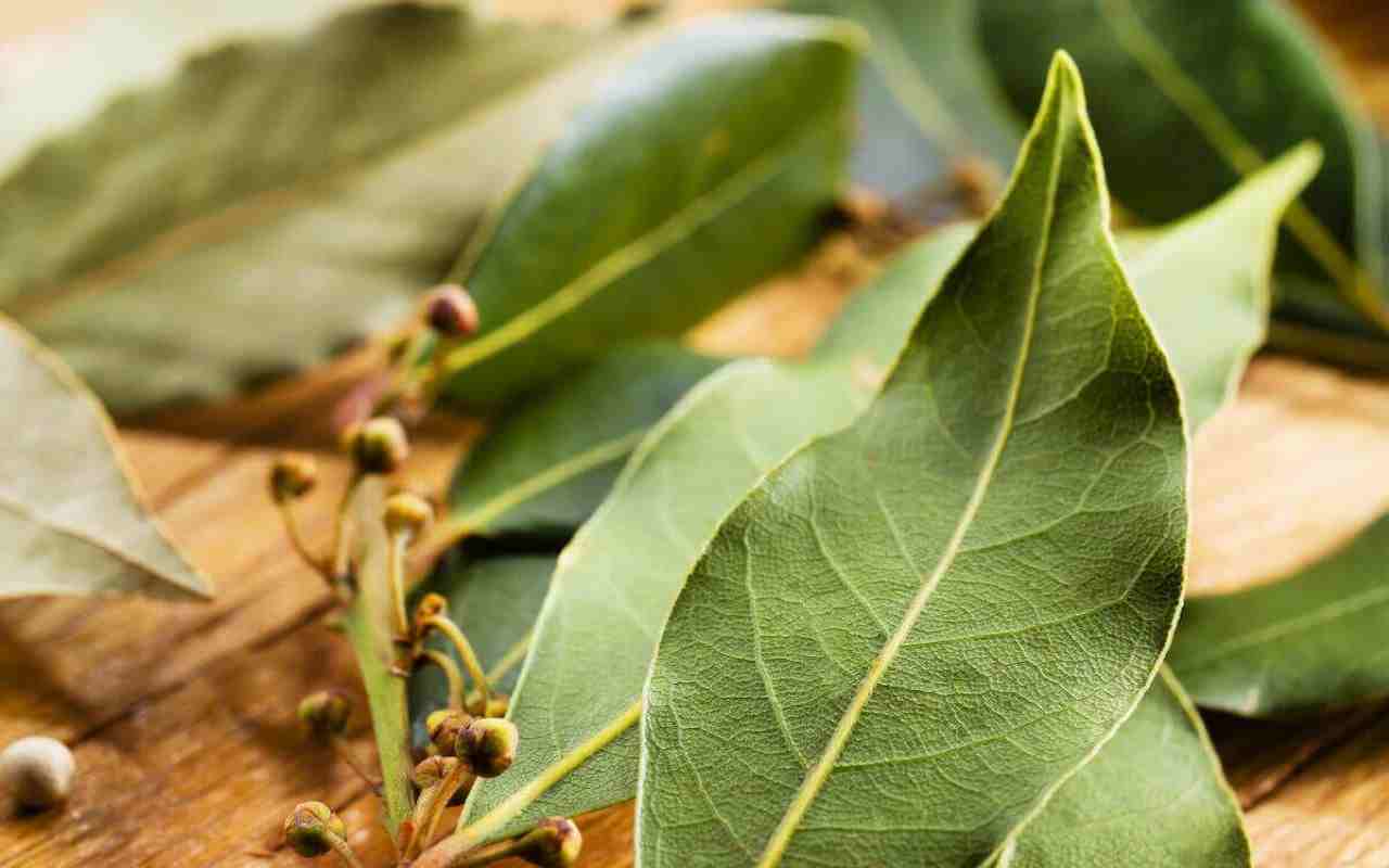 Siksi kenkään laitetut laakerinlehdet voivat muuttaa päivittäisen elämäsi täysin