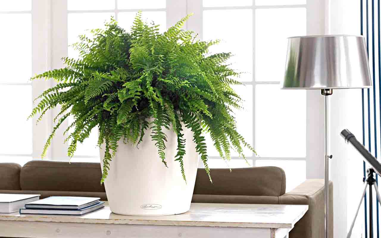 Ei keittiö, ei eteinen: paikka, johon saniainen tulisi istuttaa kodin harmonisoimiseksi kiinalaisen perinteen mukaan