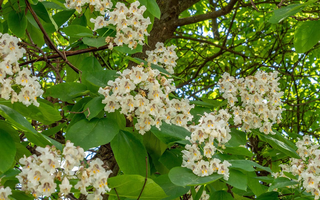 Istuta 4 puuta tänä syksynä, jotta puutarhasi muuttuu ensi kesään mennessä