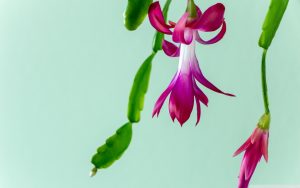 Joulukaktus: tämä tavallinen keittiön ainesosa saa sen kukkimaan juuri juhlapyhinä.