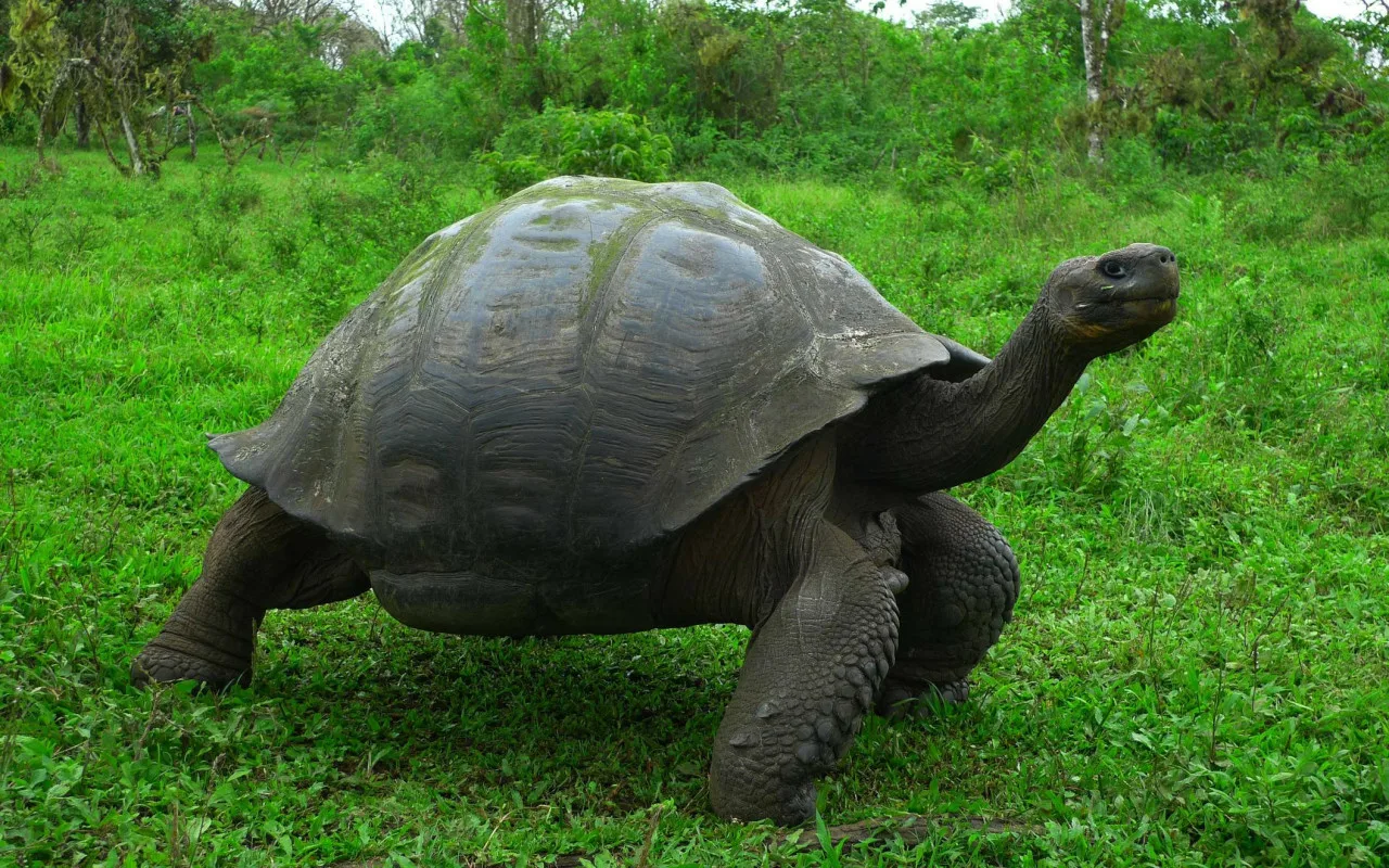 Zoologeilla on vielä toivoa: Seychellien saarilla syntyi 13 poikasta lähes sukupuuttoon kuolleesta kilpikonnasta.