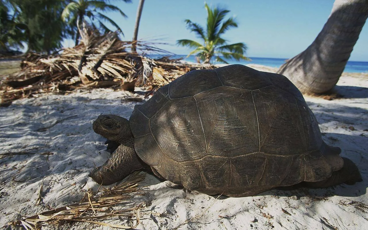 Zoologeilla on vielä toivoa: Seychellien saarilla syntyi 13 poikasta lähes sukupuuttoon kuolleesta kilpikonnasta.