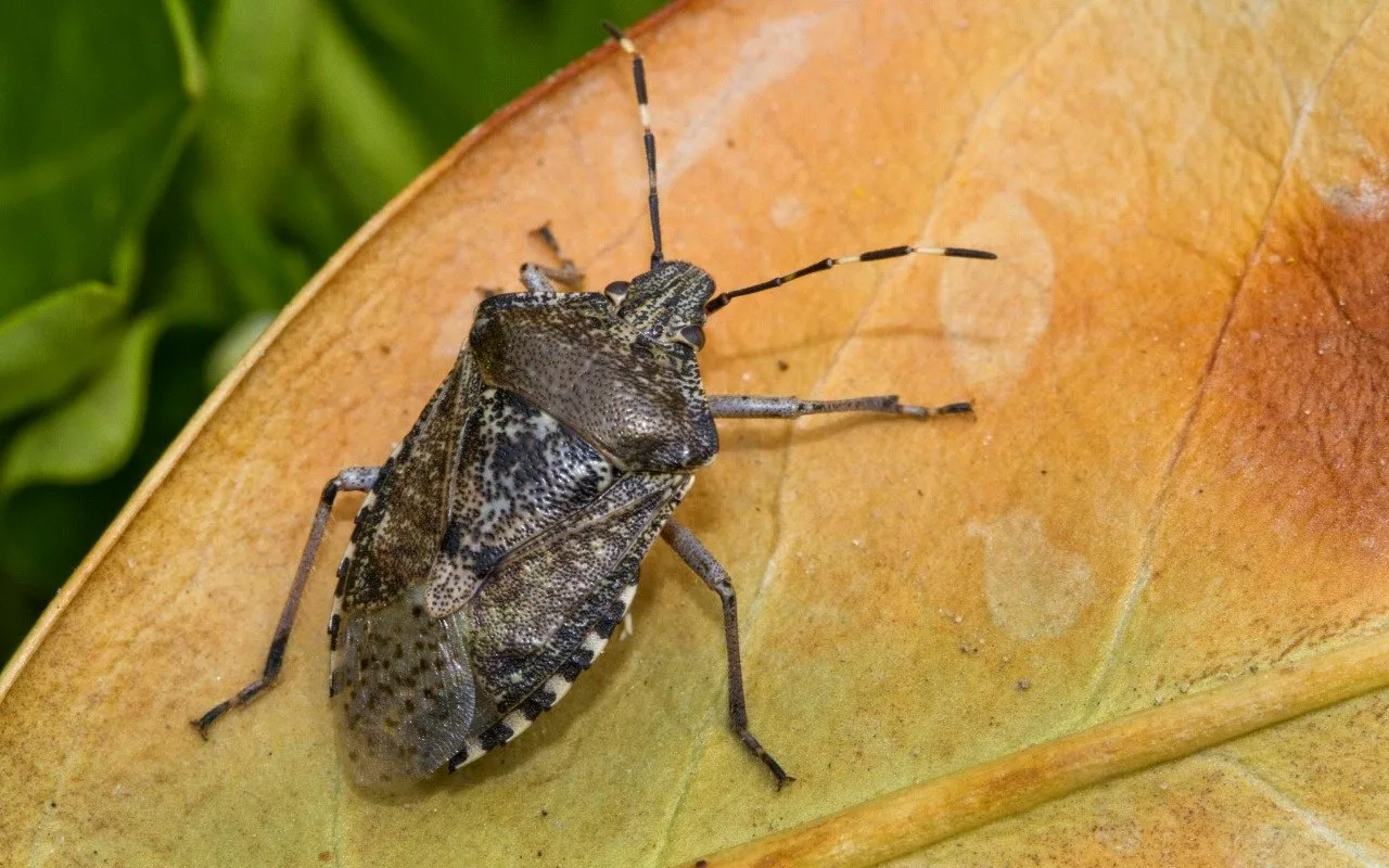 Syksyn luteet talossa: miten tunnistaa niiden hyökkäys ja miten suojautua, asiantuntijoiden mukaan