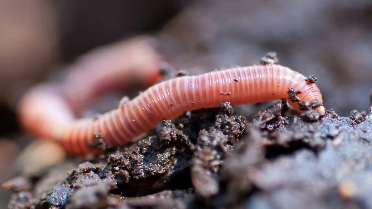 Tutkijat ovat löytäneet täysin toimivia kaksipäisiä matoja, ja mikä vielä tärkeämpää, ne lisääntyvät!