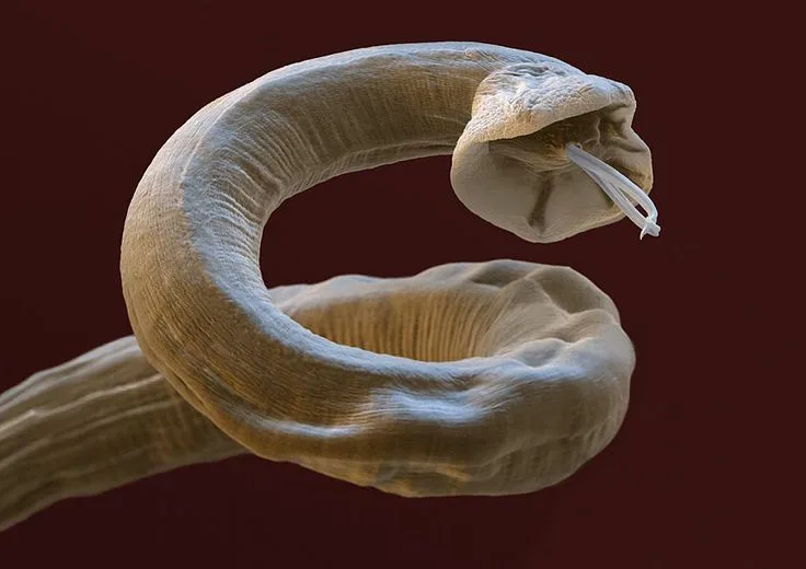 Tutkijat ovat löytäneet täysin toimivia kaksipäisiä matoja, ja mikä vielä tärkeämpää, ne lisääntyvät!