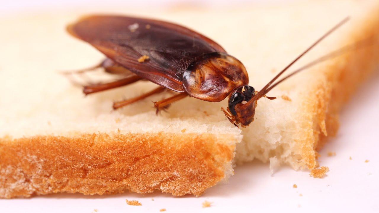 Mikä on oreganon lisäämisen tarkoitus keittiön putkiin ja miksi sitä suositellaan?