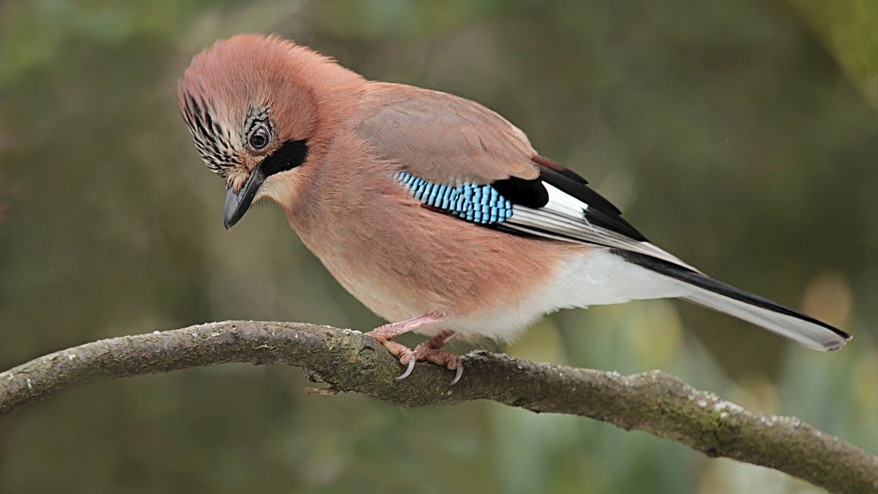 Se on upea... mutta tuo epäonnea: tämä kaunis lintu ei ole hyvä merkki, jos kohtaat sen.