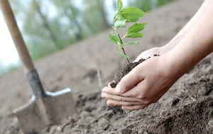 Istuta 4 puuta tänä syksynä, jotta puutarhasi muuttuu ensi kesään mennessä
