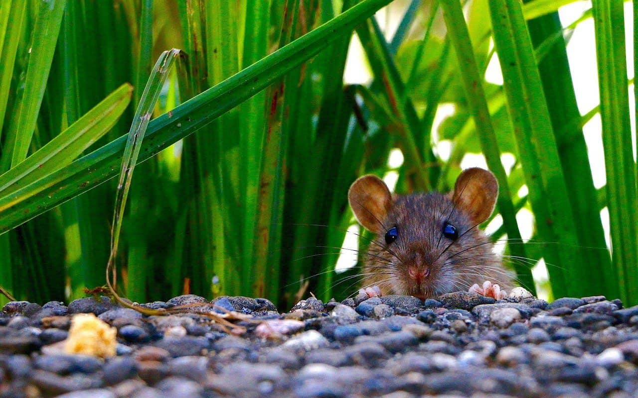 Rotat puutarhassa: tämä jokapäiväinen esine karkottaa ne erittäin tehokkaasti (ja tuoksuu erittäin miellyttävältä)