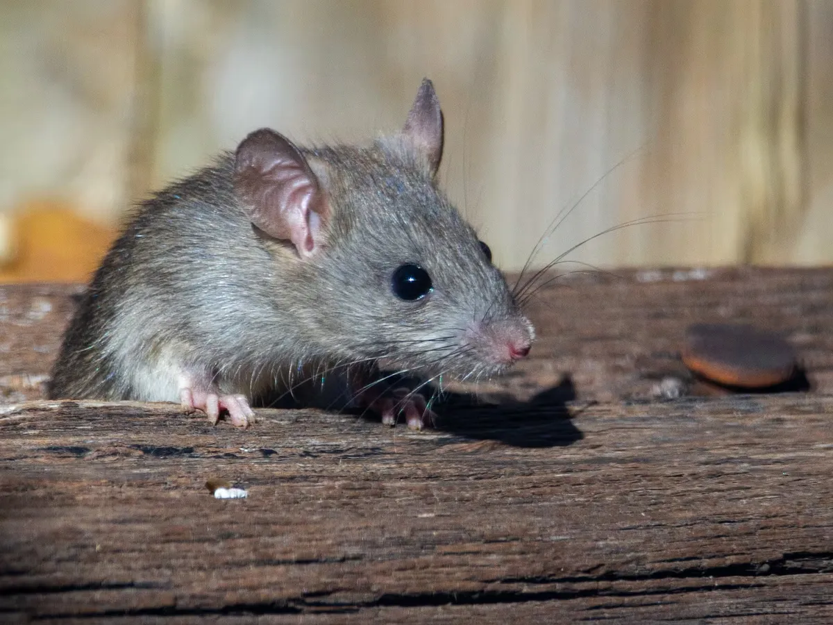 Kuinka käyttää laakerinlehtien ja etikan seosta rotien karkottamiseen kodista: tehokas kotitekoinen keino