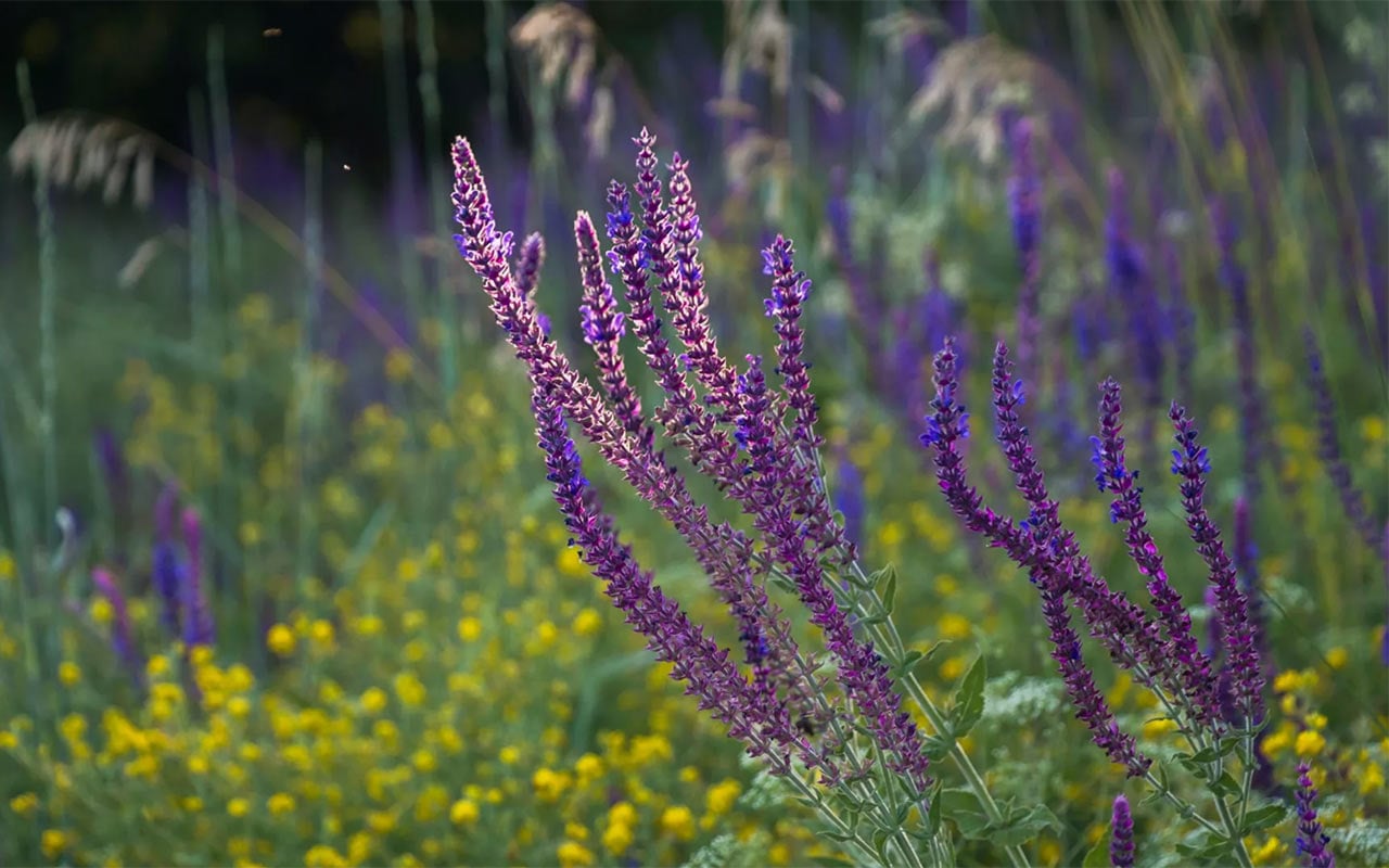 Neljä kasvia, jotka toimivat luonnollisena väriaineena eivätkä vahingoita hiuksia