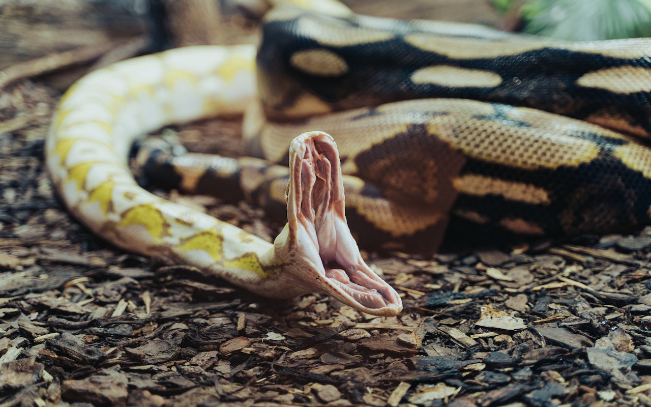Tutkijat kehittävät uudenlaista vastalääkettä, joka suojaa Afrikan tappavimpien käärmeiden puremilta.
