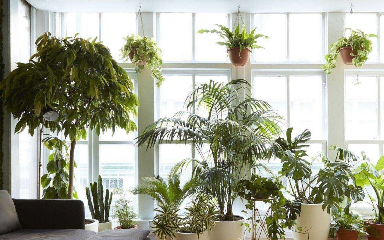 Ei keittiö, ei eteinen: paikka, johon saniainen tulisi istuttaa kodin harmonisoimiseksi kiinalaisen perinteen mukaan